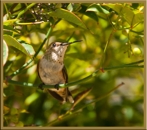 Rufous Hummingbird - Selasphorus rufus