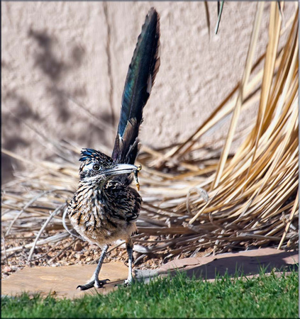 Greater Roadrunner with prey