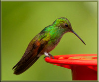 Berylline Hummingbird - Amazilia beryllina