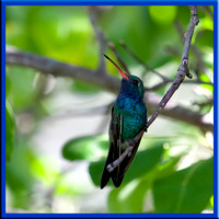 Broad-billed Hummingbird - Cynanthus latirostris