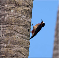 Puerto Rican Woodpecker - Female