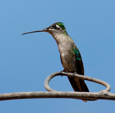 Female or Juvenile Magnificent Hummingbird