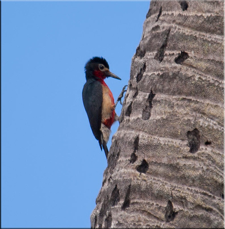 Puerto Rican Woodpecker - Male