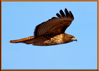 Rd-tailed Hawk