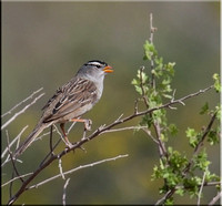 White-crowned Sparrow - Zonotrichia leucophrys